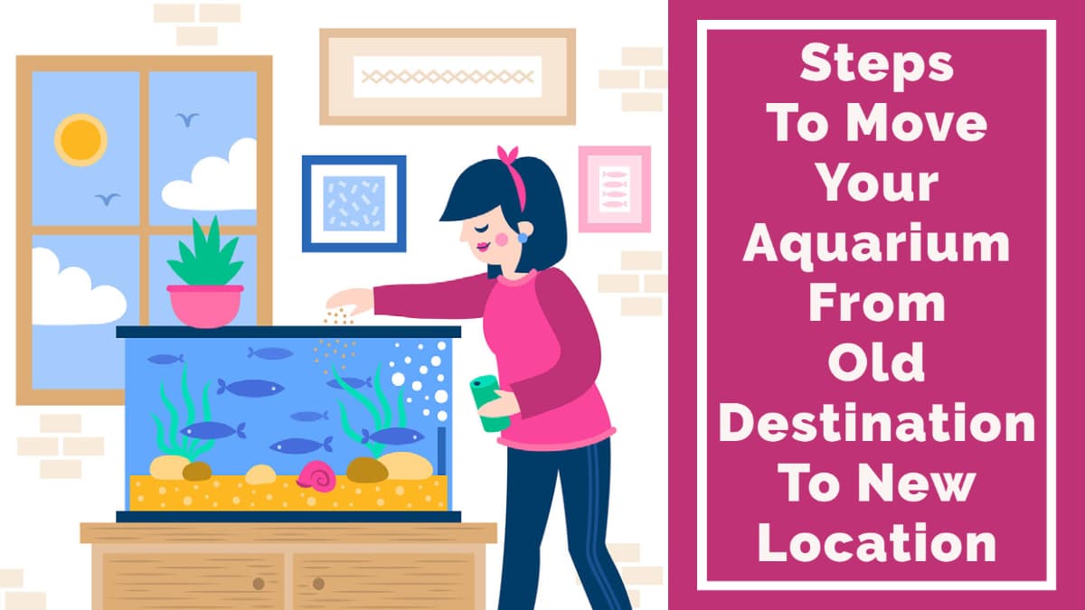 Steps To Move Your Aquarium From Old Destination To New Location