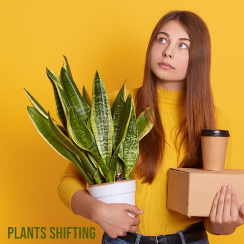 Plants Shifting