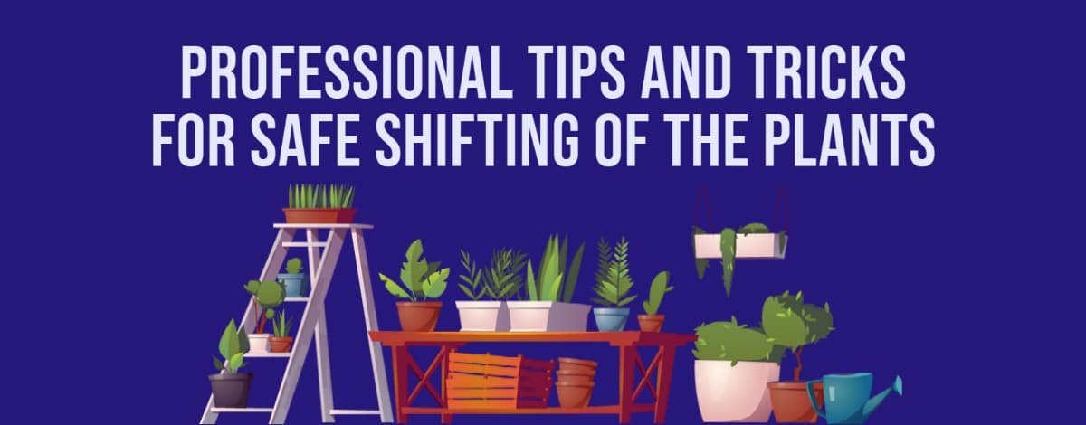 Professional Tips And Tricks For Safe Shifting of The Plants