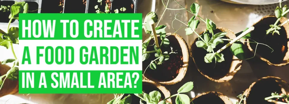 How To Create A Food Garden In A Small Area?