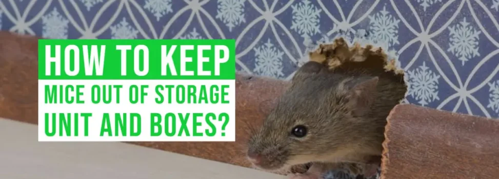 How to Keep Mice Out of Storage Unit And Boxes?