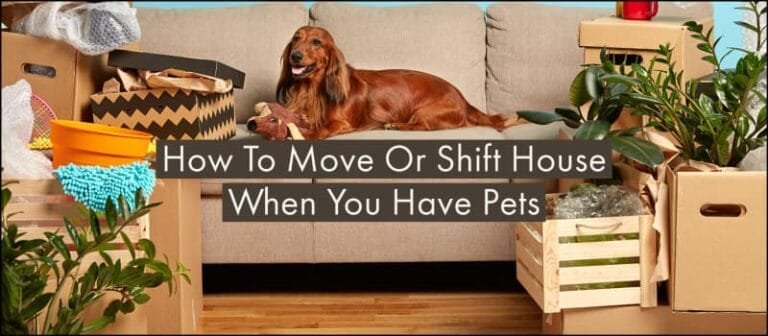 How To Move Or Shift House When You Have Pets