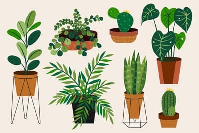 house-plant