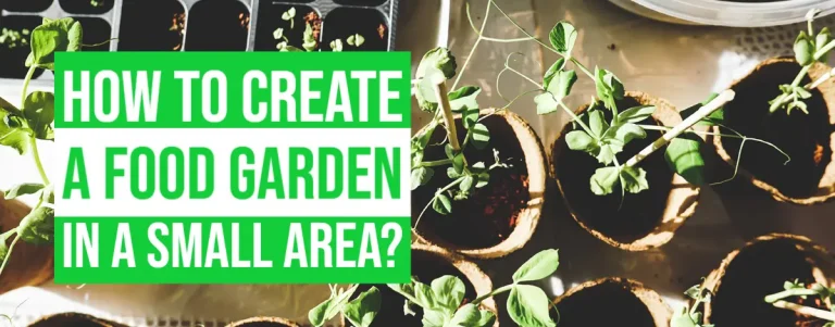 How To Create A Food Garden In A Small Area