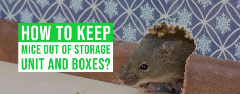 How to Keep Mice Out of Storage Unit And Boxes
