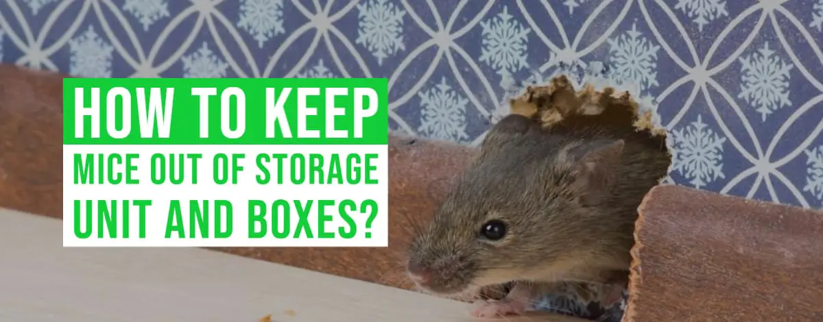 How to Keep Mice Out of Storage Unit And Boxes
