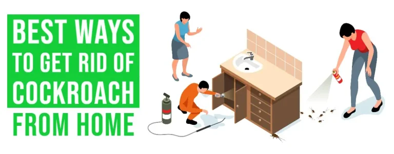 Best Ways To Get Rid Of Cockroach From Home
